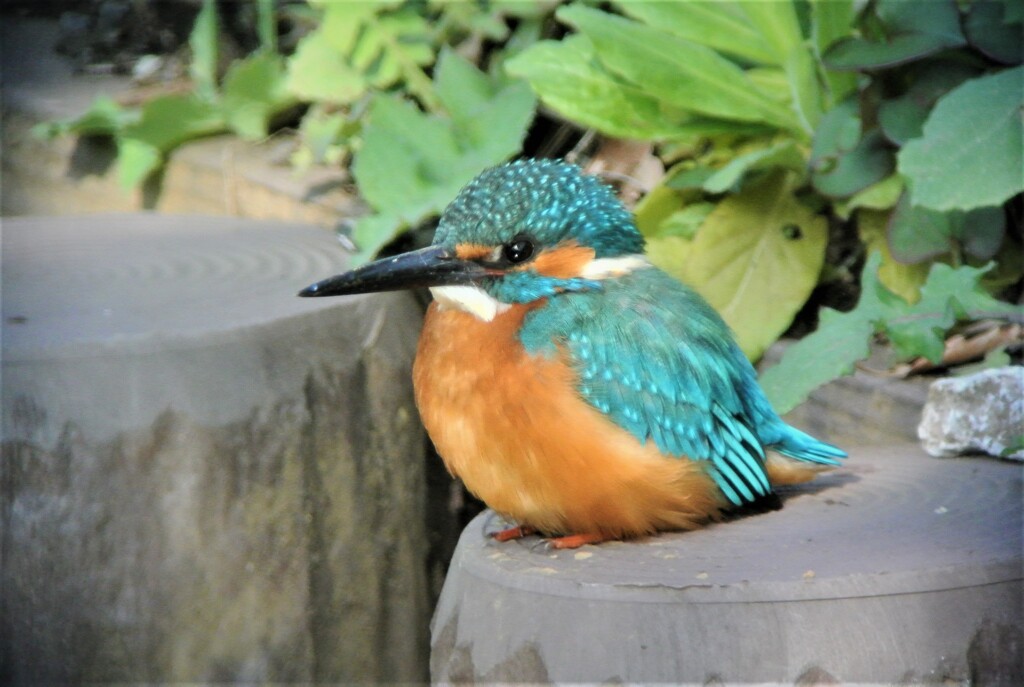 下流の擬木の上でカワセミ♂