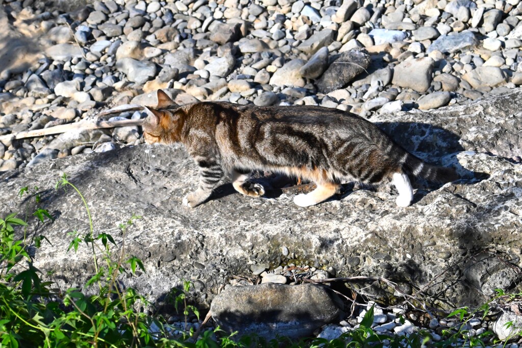 トラ猫