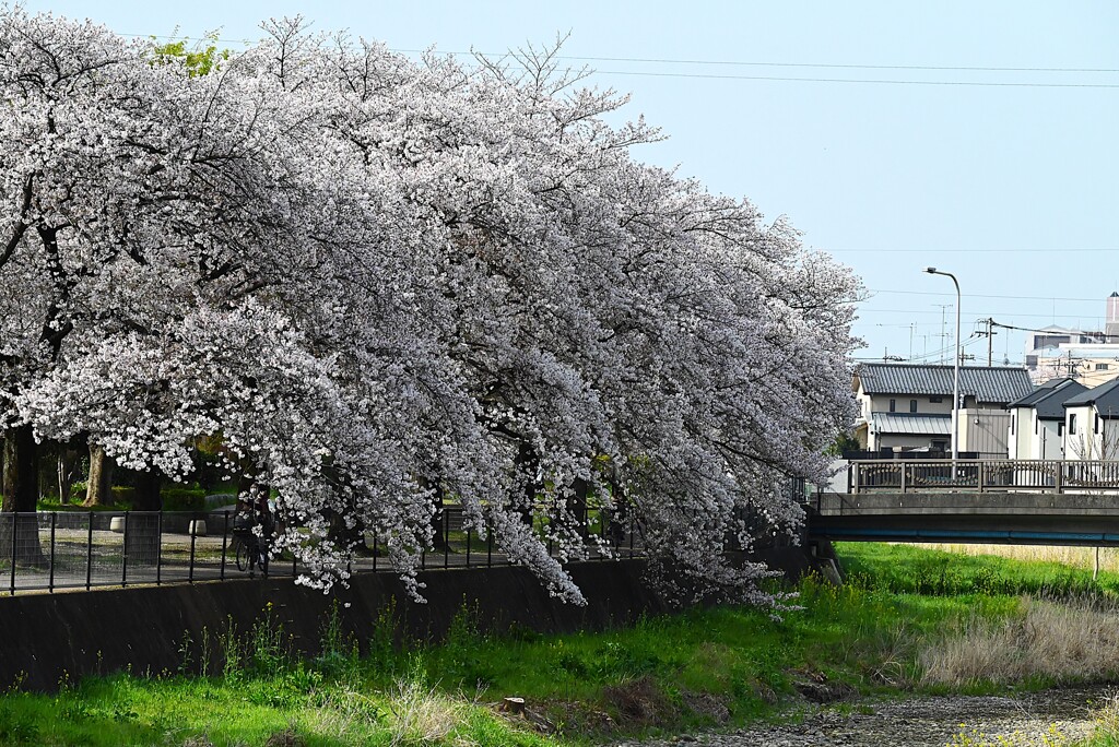 K川下流域・沿道のソメイヨシノ満開