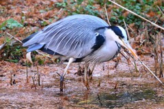 都内公園・アオサギ.