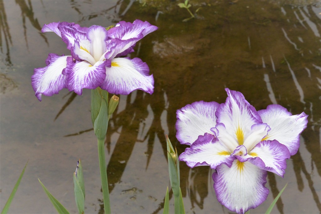 花菖蒲..