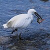 Ｋ川中流域・大物オイカワを食べるコサギ 