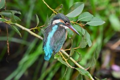 都内S川・カワセミ♀若 