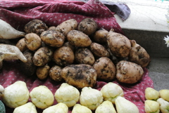 初めての秋ジャガイモ（味はまだ未確認）