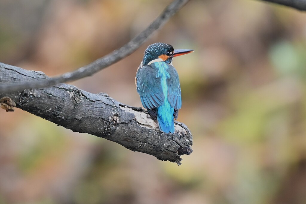 Ｋ川中流域・枝どまりのカワセミ♀若