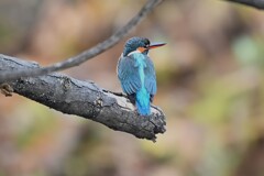 Ｋ川中流域・枝どまりのカワセミ♀若