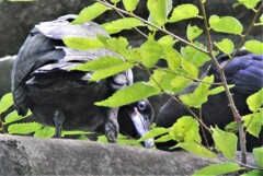 用水路のハシブトガラスひな