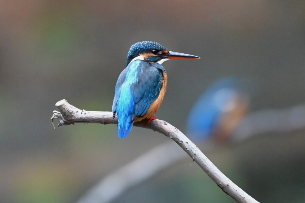 都内公園・カワセミ♂♀接近中