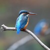 都内公園・カワセミ♂♀接近中