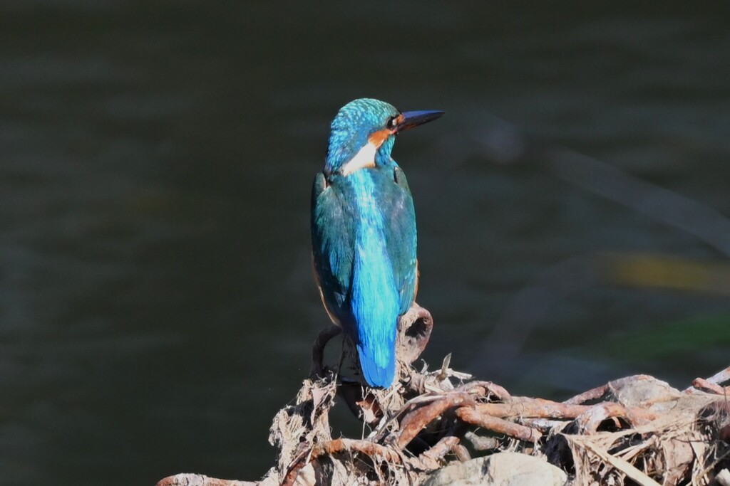 K川中流域・カワセミ♀若