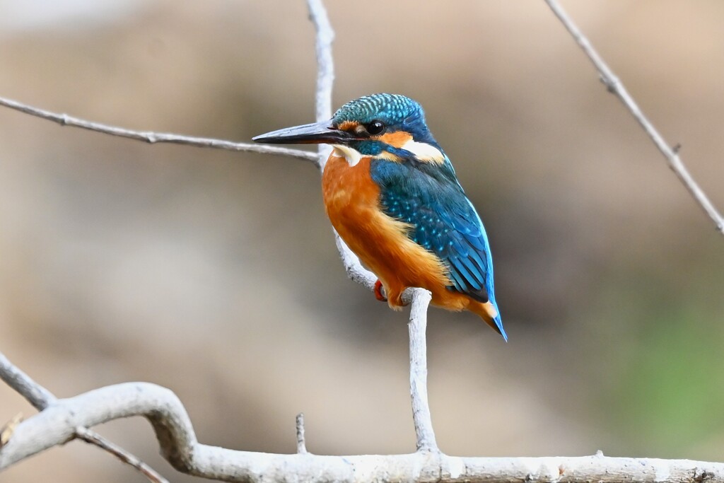 Ｋ川中流域・カワセミ♂若