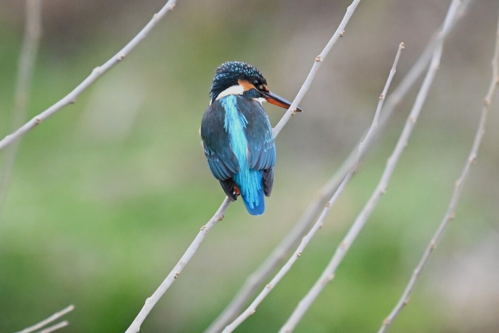 K川・上流域のカワセミ♀