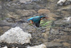 K川・水を得たカワセミ♀