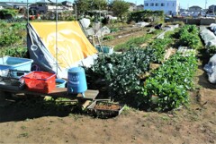 朝日の当たる菜園で・・