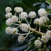 用水路・ヤツデの花