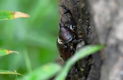 用水路・カブトムシ♂♀