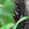 用水路・カブトムシ♂♀