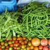 菜園・7月インゲン2種
