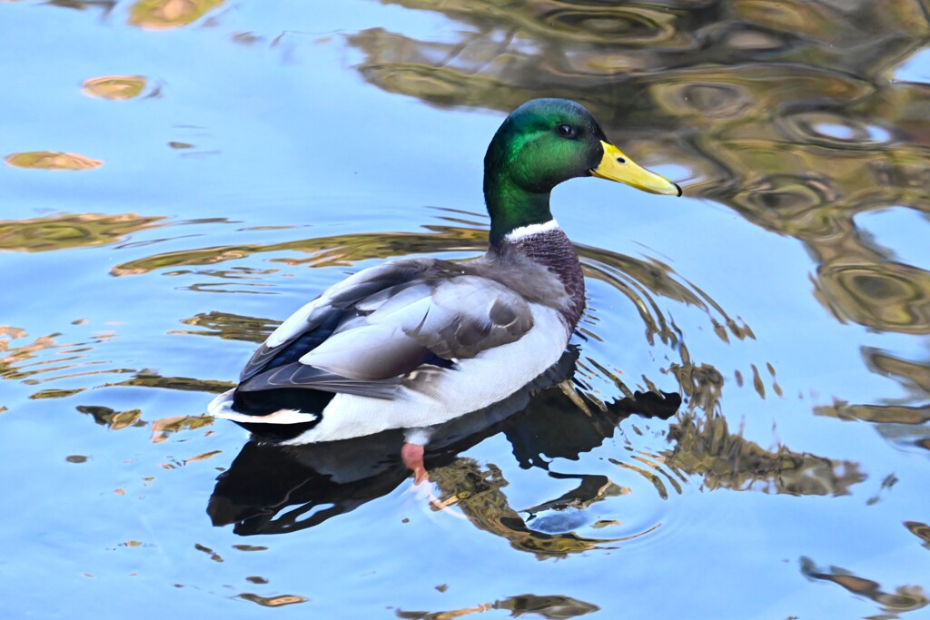 都内公園・マガモ