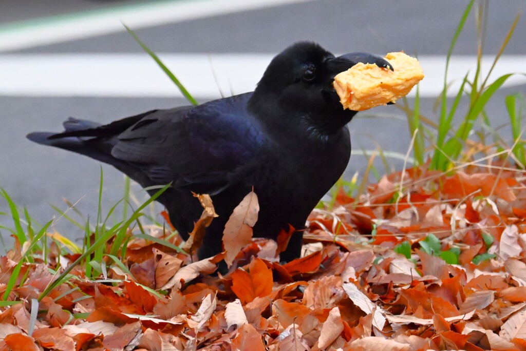 用水路・ハシブトガラス貯食した厚焼き玉子を食べる 