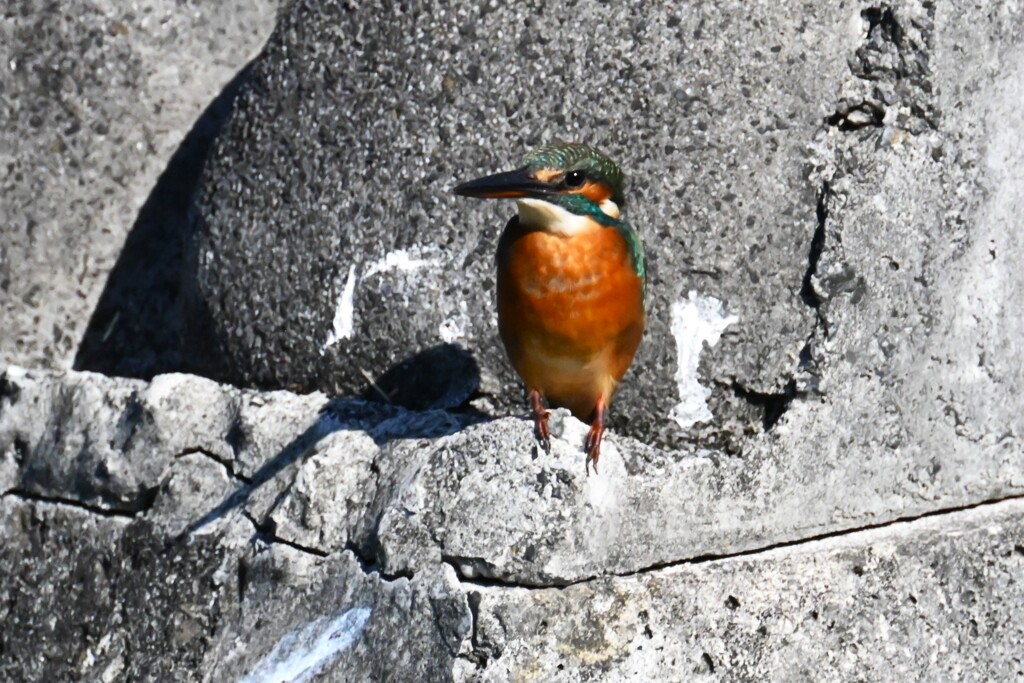 都内公園地の川・カワセミ♀若