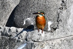 都内公園地の川・カワセミ♀若