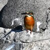 都内公園地の川・カワセミ♀若
