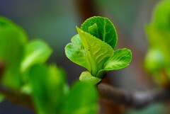 用水路・早くもアジサイの新芽が・・