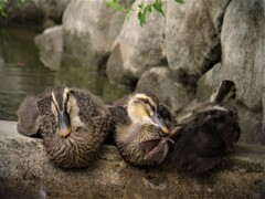 カルガモひな..
