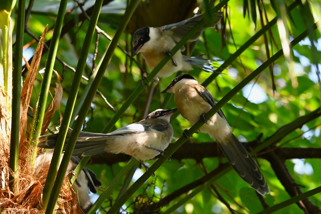 用水路・オナガひな 