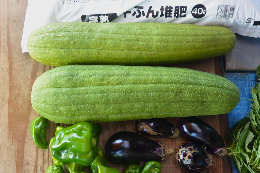 菜園・タワシ用ヘチマ