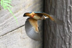 用水路・カワセミ飛び出し