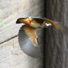 用水路・カワセミ飛び出し