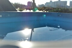 12月6日菜園の初氷