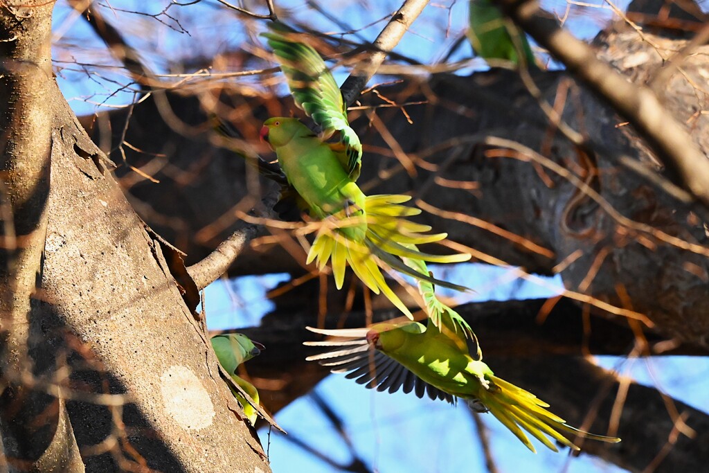 用水路・ワカケホンセイインコいつもの巣穴で・・