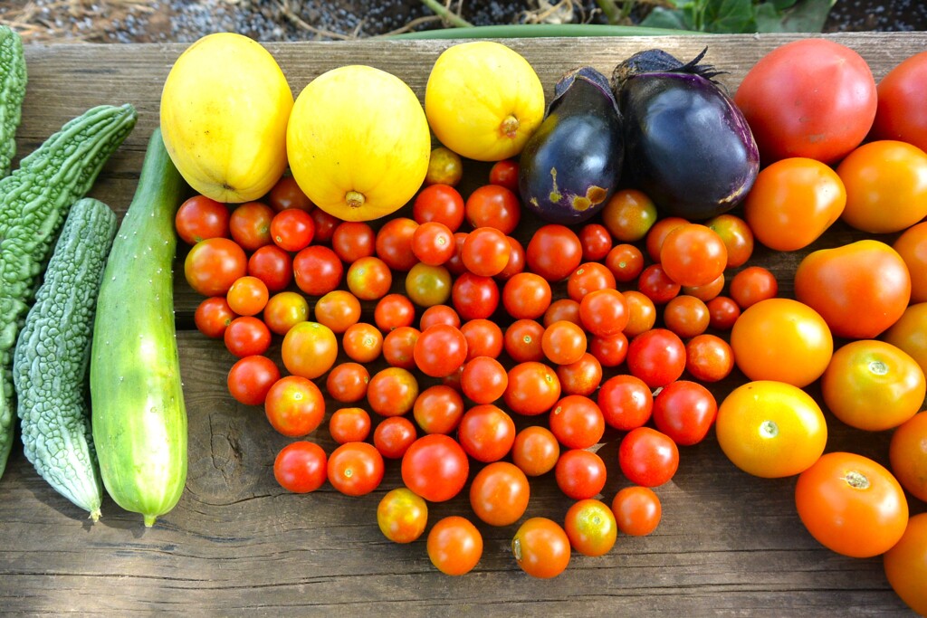 菜園・8月8日のミニトマト、マクワウリなど収穫