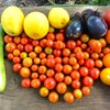 菜園・8月8日のミニトマト、マクワウリなど収穫