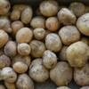 菜園・5月、ジャガイモ試し掘り（4種各一株）