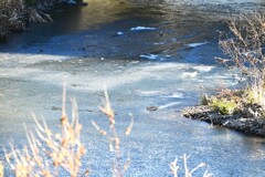 K川・ 結氷した流れ・・