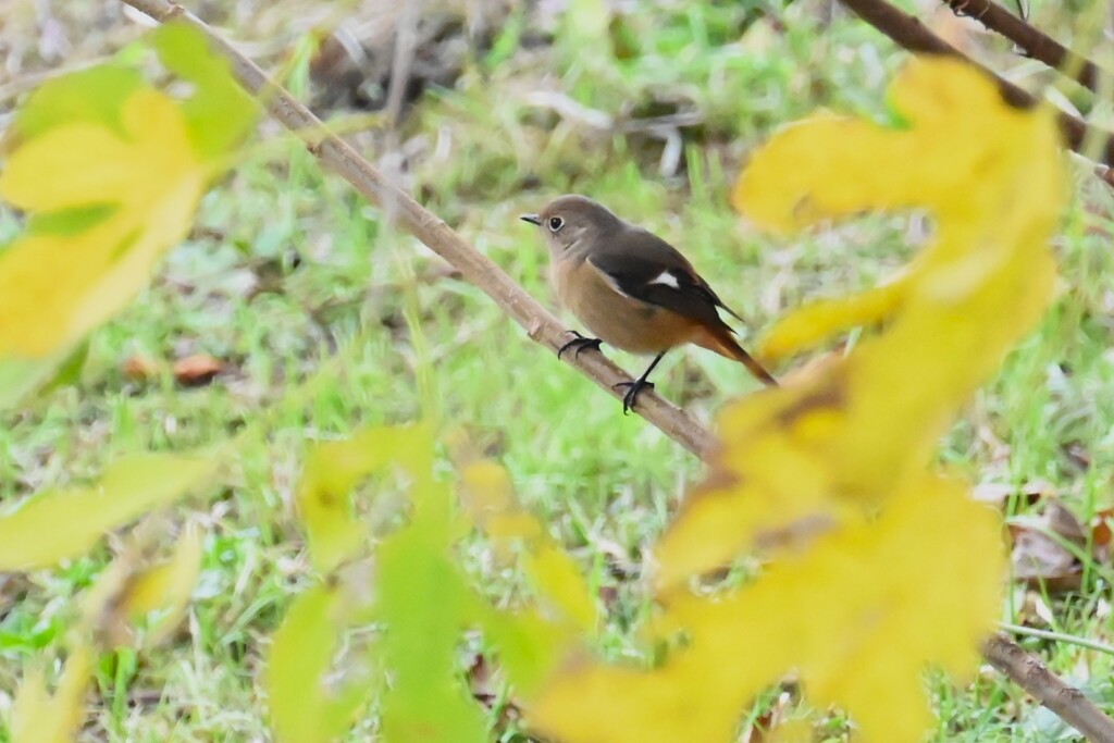 K川・ジョウビタキ♀