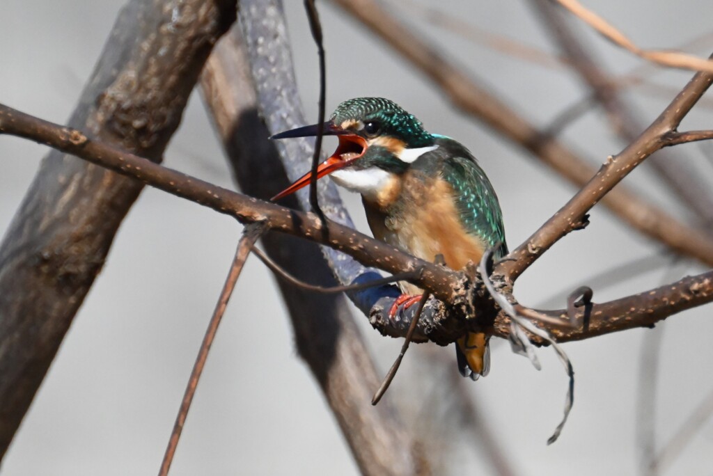 K川・ペリットを吐くカワセミ♀