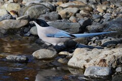 K川中流域・水飲みオナガ