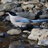 K川中流域・水飲みオナガ