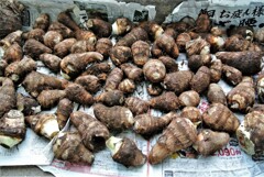 11月3日のサトイモ収穫