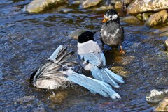 Ｋ川中流域・火花が散るオナガとムクドリ