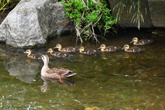 Ｋ川中流域・ひな10羽を確認（初めから1羽減った）