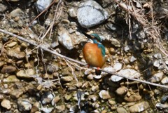 3月2日 (Ｋ川・上流のカワセミ♂) 