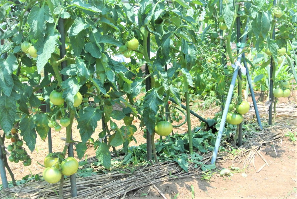 まだ熟れぬ桃太郎