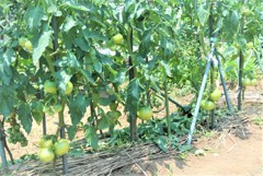 まだ熟れぬ桃太郎