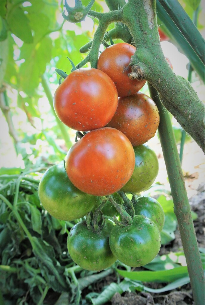 美味しそうに熟れた中玉